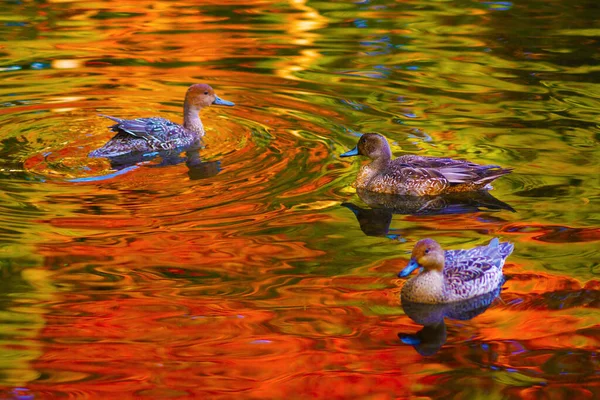 Pato Estanque Con Hojas Otoño Reflejadas — Foto de Stock