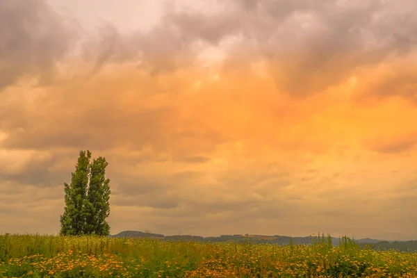 Ken Und Maria Von Bäumen Und Sonnenuntergang Hokkaido Biei Cho — Stockfoto