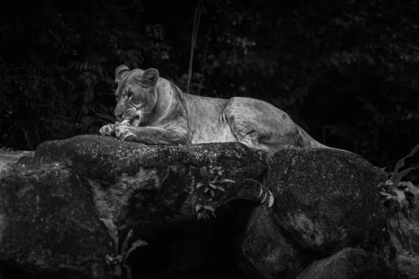 Eat Meat Female Lion Monochrome — Stock Photo, Image