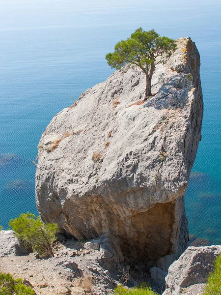 Sakin güneşli deniz manzarası ve kayaların üzerinde tek bir çam ağacı.