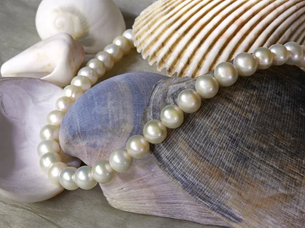 Collier Perles Blanches Sur Fond Coquille Marine — Photo