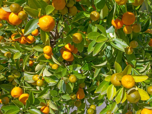 Orange and green tangerines grow on the tree. Farming, food concept. Natural background