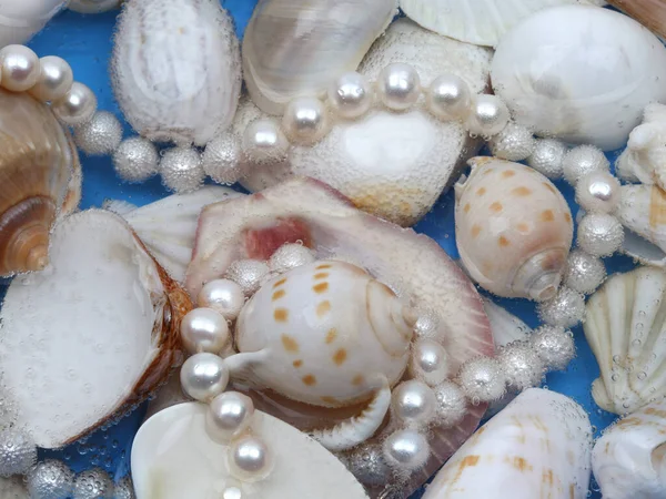 Collier Perles Blanches Sur Fond Coquille Marine Gros Plan Vue — Photo