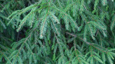 Köknar ağacı dallarından yeşil arkaplan. Doğada Noel ağacı