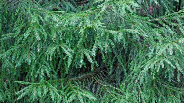 Green Background Fir Tree Branches Christmas Tree Nature — Stock Photo, Image