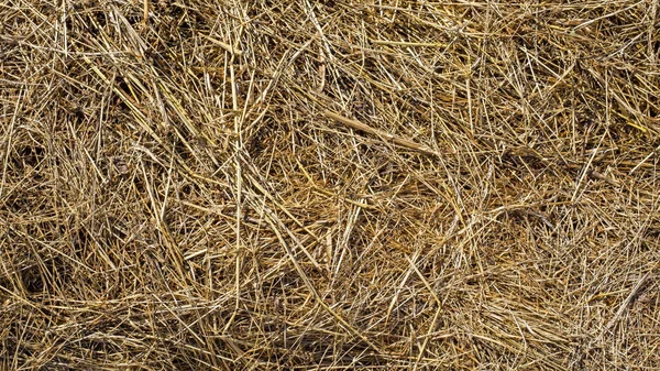 干し草やわらの背景色 自然パターン — ストック写真