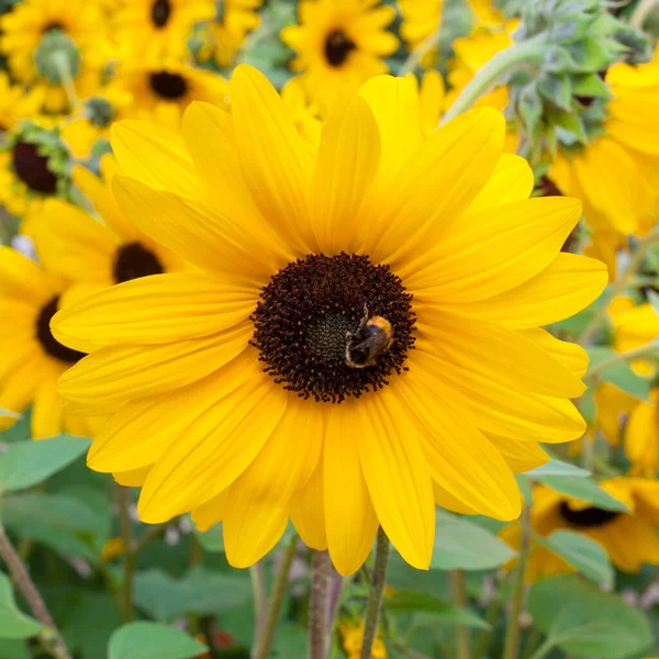 Bumblebee collecting pollen on decorative sunflower. Close-up shot