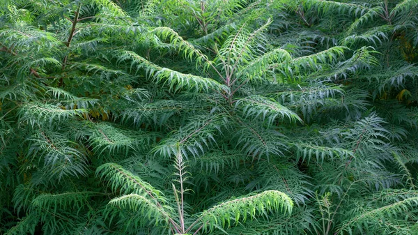 Filialer Sumac Rhus Typhina Naturligt Mönster Eller Bakgrund Närbild Skott Stockbild