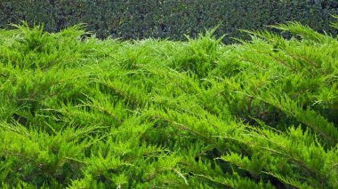 Yazın Evergreen Kazak ardıcı. Doğal desen ve doku