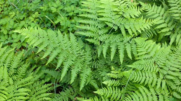 Doğal Yeşil Eğreltiotu Arka Planı Veya Ormandaki Desen — Stok fotoğraf