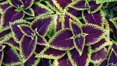 Yeşil ve mor coleus solenostemon hibridası bir bahçede arkaplan bırakır
