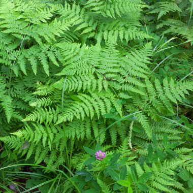 Doğal yeşil eğreltiotu arka planı veya ormandaki desen
