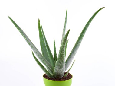 Beyaz arkaplanda aloe vera bitkisi