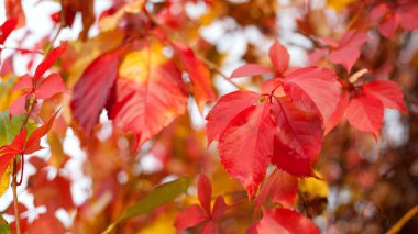 Doğal arka planda renkli sonbahar yaprakları. Seçici odak