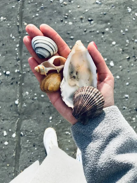 Woman Hand Holding Different Seashells Beach — Stock Photo, Image