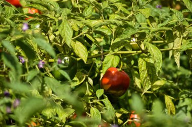 Taze kırmızı biber ve salkımlı yeşil meyveler (vardır). Bitki, acı biber ve salkımlı meyveler..