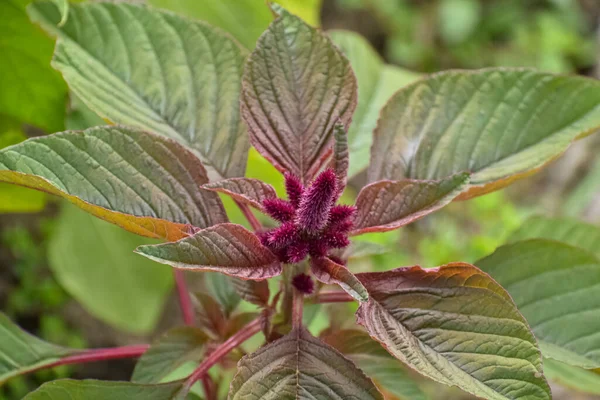 年轻的无性系植物 叶子底部有紫色的色调 就像它们的花朵一样 — 图库照片