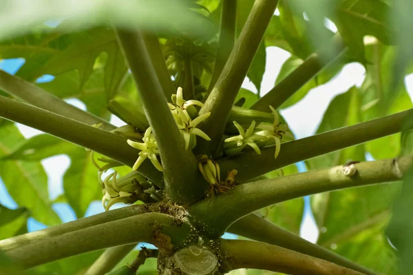 Posy Weiße Papaya Blüten Wachsen Auf Der Spitze Des Baumstammes — Stockfoto