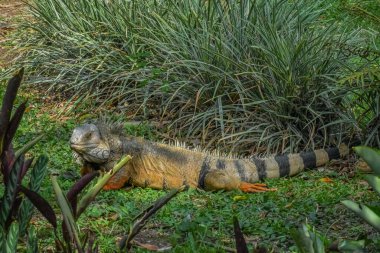 Iguana biraz ara ver ve güneşin son ışınlarından yararlan..