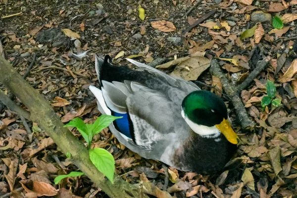Bright green head duck resting on the ground.