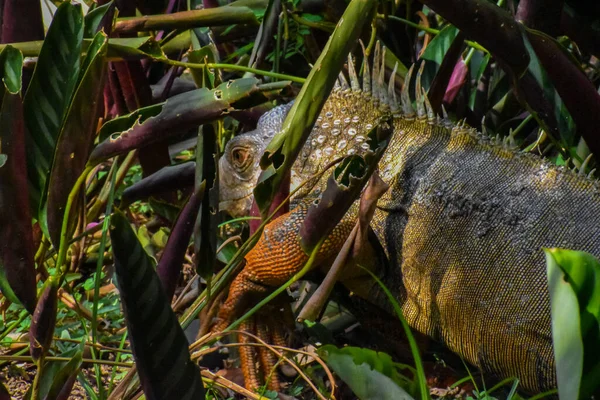 Рептилия Спрятанная Среди Листвы — стоковое фото