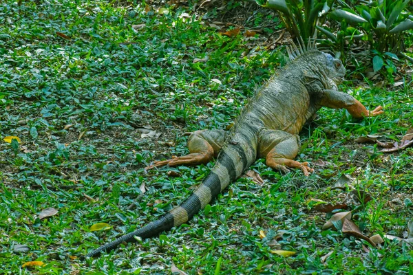 Grande Esemplare Iguana Che Cammina Sull Erba — Foto Stock