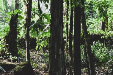 Matte Tone Forest imajı. Medellin Botanik Bahçesi 'nde sık bitki örtüsü ve ağaçlar.