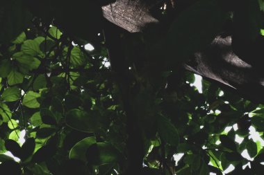 Yaprak ve ağaç dallarının koyu mat dokusu.