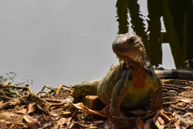 Yetişkin iguanası bir göl ya da gölün kıyısında dinlenir..