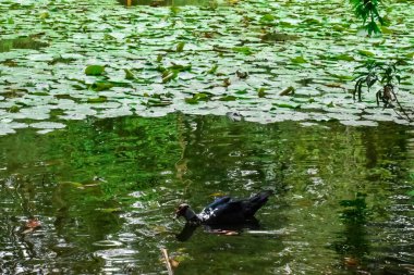 Koyu tüylü ördek, yüzeyi bitki örtüsüyle dolu bir gölde yüzüyor..
