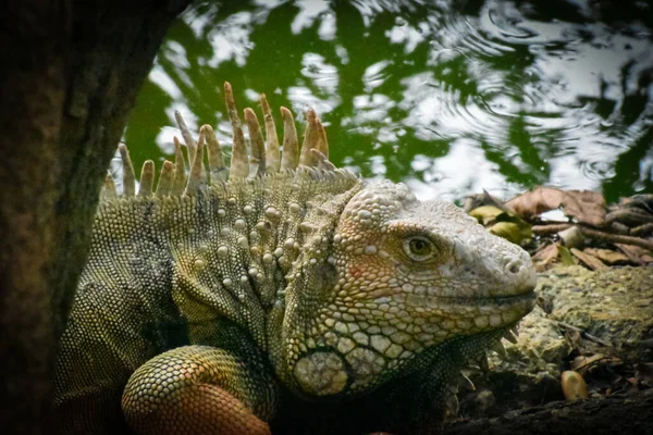 Взрослый Мужчина Рептилия Зеленая Игуана Высунула Голову Деталь Гребня Росы — стоковое фото