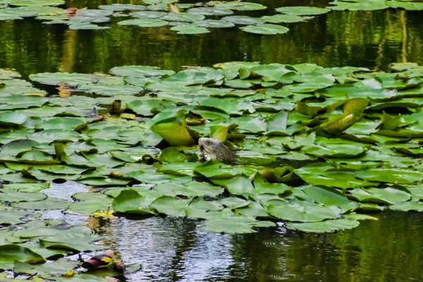 Vattenväxter Damm Näckrosor — Stockfoto