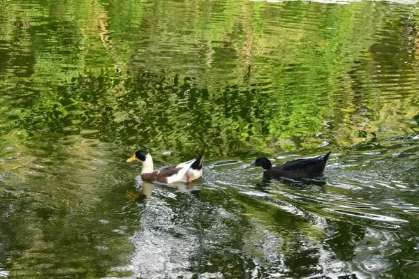 Due Anatre Uccelli Acquatici Nuotano Tranquillamente Uno Stagno Dell Orto — Foto Stock