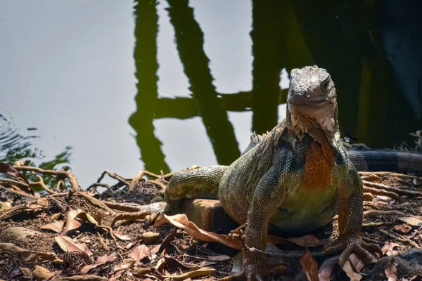 Iguana Spočívá Svém Přirozeném Prostředí Břehu Jezera — Stock fotografie