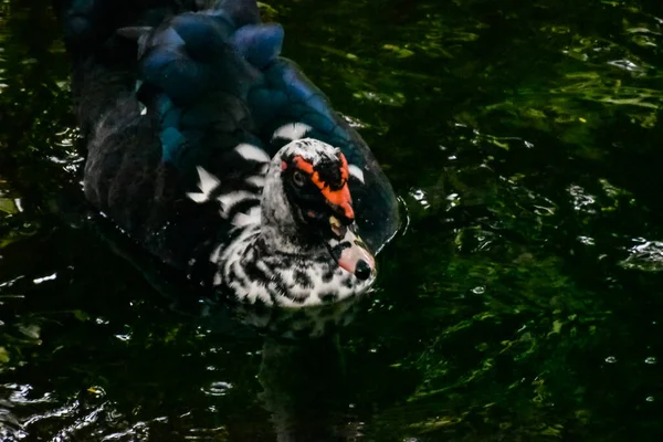 Anka Med Mörk Fjäderdräkt Och Rödaktig Näbb Simmande Lagun — Stockfoto