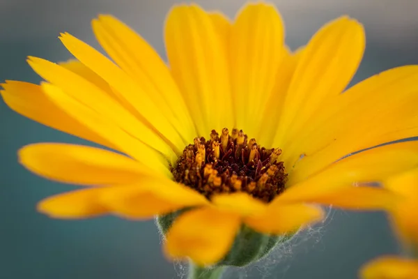 Bellis perennis, papatya çiçeği, ilkbaharda izole edilmiş yabani sarı çiçek, makro fotoğraf.