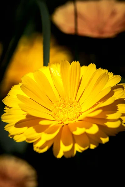 百合花 雏菊花 春隔离的野生黄花 宏观摄影 — 图库照片