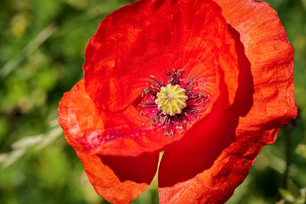 vahşi kırmızı çiçek, haşhaş, papaver rhoeas yeşil arka plan makro fotoğrafçılık İspanya 'da