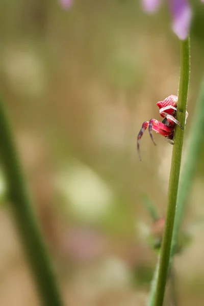 Kırmızı yengeç örümceği, Misumena vatia, yeşil doğal arkaplan ile avlanmaya hazır bir çiçek üzerinde