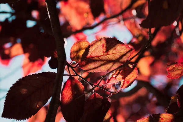 Árvore Ameixa Falsa Com Tonalidade Granada Com Granada Laranja Folhas — Fotografia de Stock