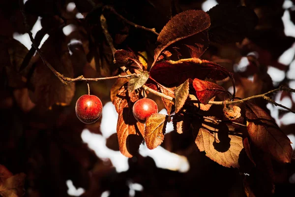 Árvore Ameixa Falsa Com Frutas Penduradas Com Granada Granada Laranja — Fotografia de Stock