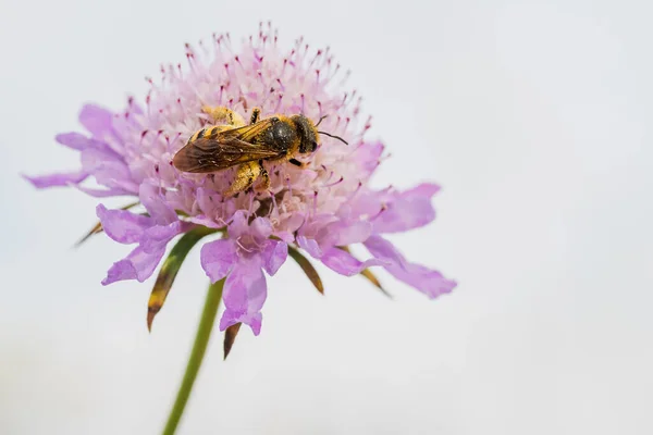 Vücudu polenle kaplanmış bal arısı Apis mellifera, baharda yabani çiçekleri besleyip tozlaştırıyor.