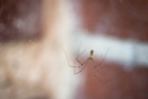 Araña Bodega Cuerpo Largo Pholcus Phalangioides Con Piernas Largas Telaraña — Foto de Stock