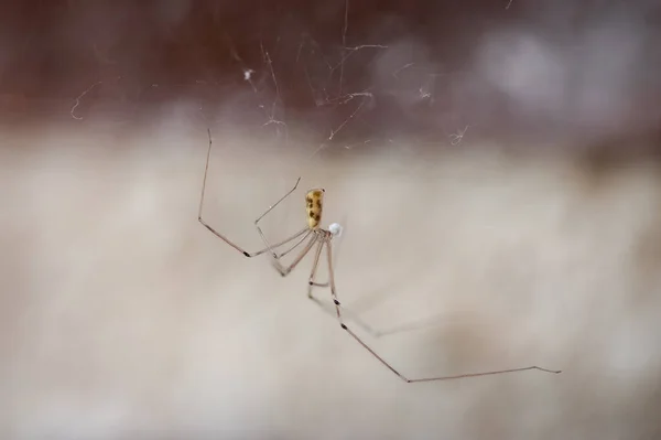 長い体の地下室のクモの巣の上に長い脚を持ち獲物を待っています — ストック写真