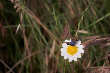 Kırmızı bantlı kahverengi gri kanatlı kelebek, erebia palarica, baharda yabani çiçeklerle besleniyor. Ön görünüm