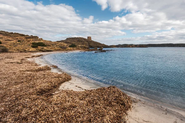 Kurumuş deniz yosunu, Posidonia okyanusitsa, İspanyol Akdeniz adası Menorca 'daki Tamarells plajında kumsalda banka kuruyor, covid 19 Coronavirus krizinden sonra