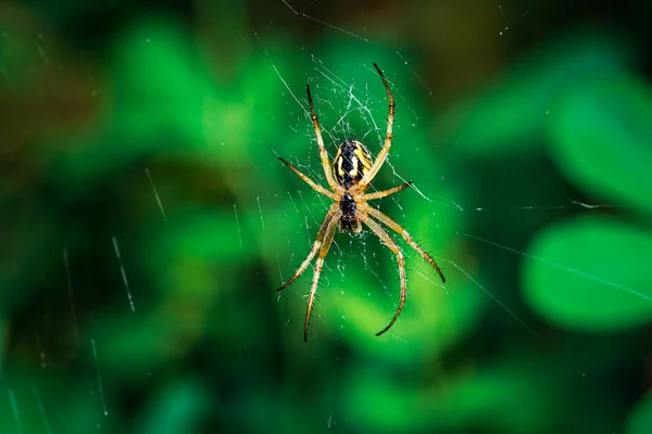 西班牙帕伦西亚的欧洲花园蜘蛛Neoscona Adianta在其圆球网上等待猎物的出现 — 图库照片