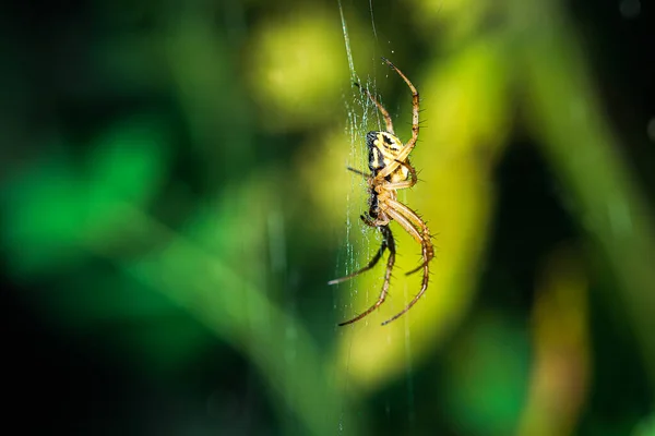Europäische Gartenspinne Neoscona Adianta Auf Ihrem Spinnennetz Das Auf Eine — Stockfoto