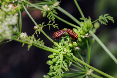 Palencia, İspanya 'da bir dalda çiftleşen iki grafosoma lineatum veya kalkan böceği veya çizgili böcek