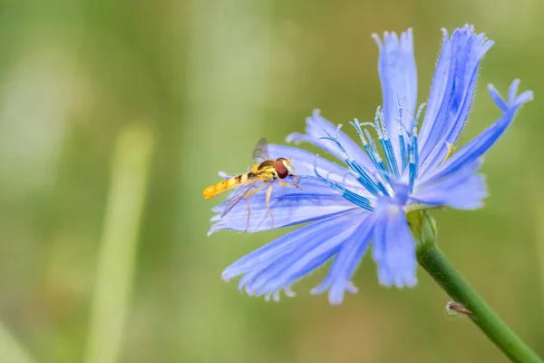 İspanya, Palencia 'da yeşil bir arka plandan beslenen bir tür hoverfly, sphaerophoria, cichorium intybus nektarından besleniyor.